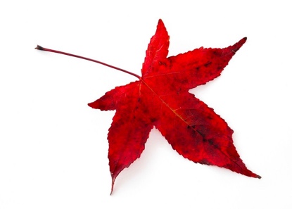 Red Leaf